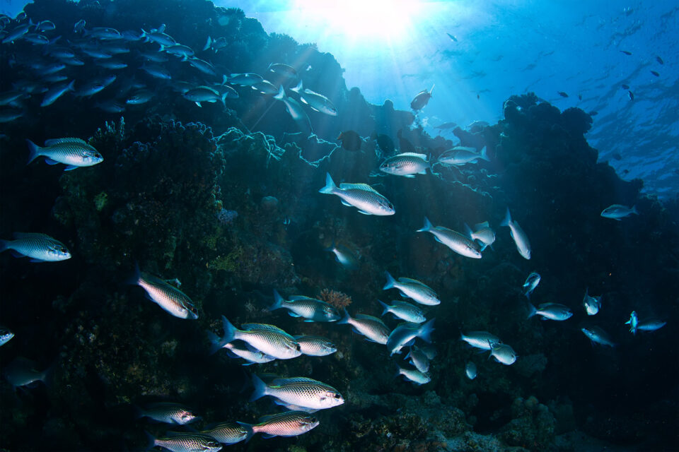 Por ahora, debes deslizarte a través de las profundas aguas del océano profundo.