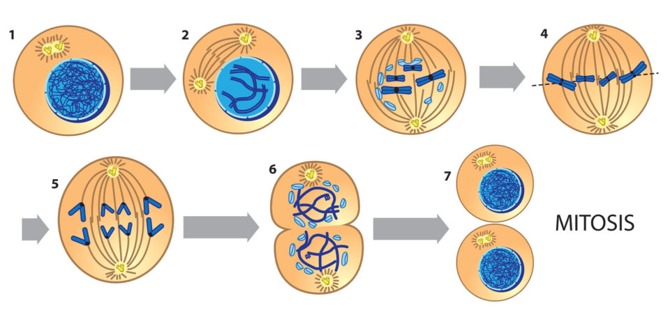 processus de division cellulaire