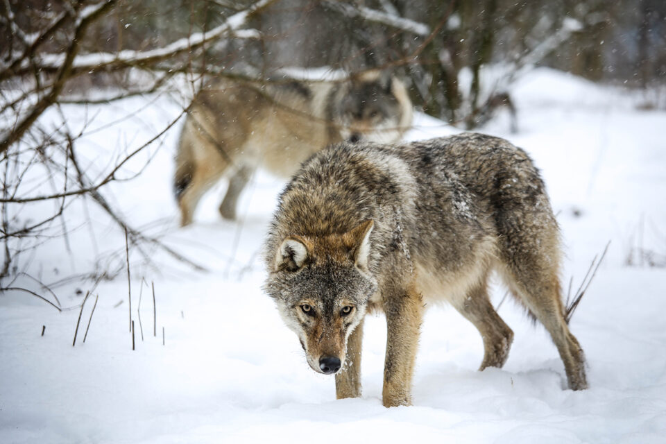 meute de loups