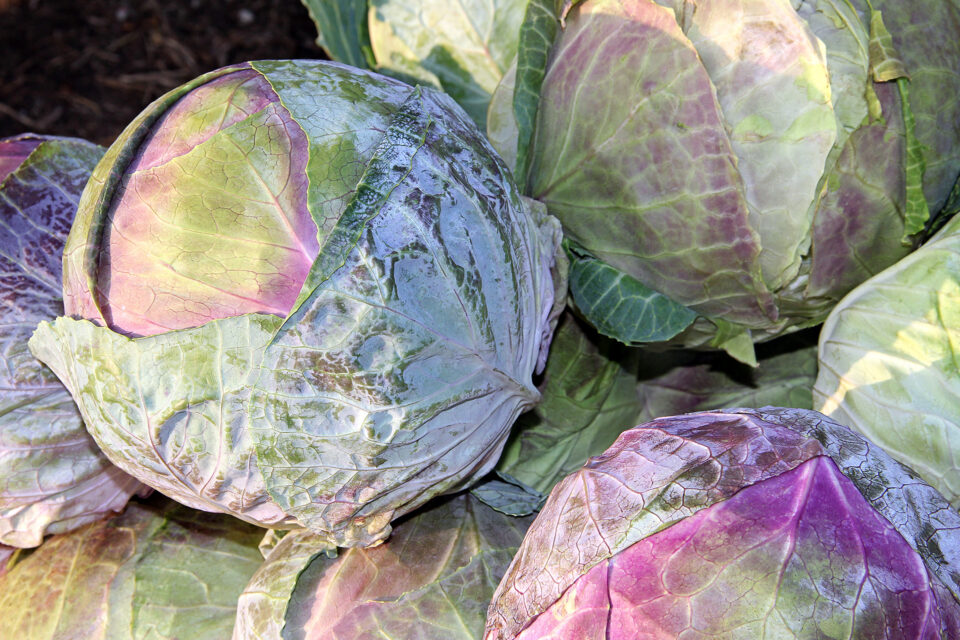 a group of cabbages