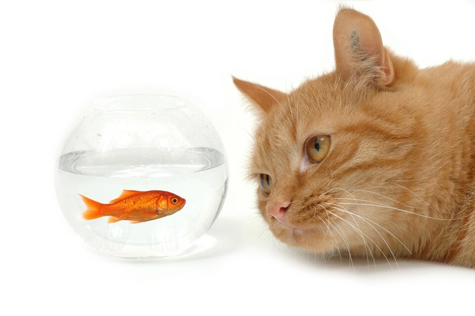 cat looking at a goldfish